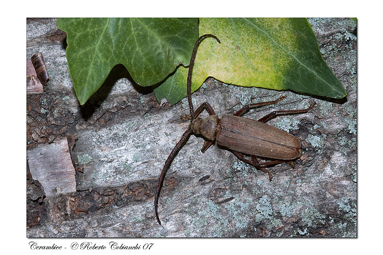 Aegosoma scabricorne